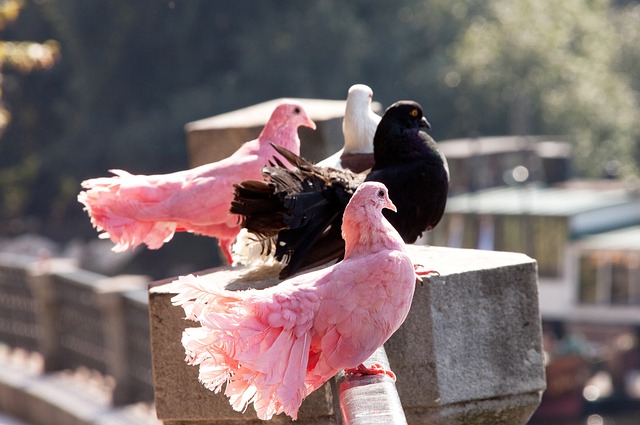 团队文化的 团队文化的